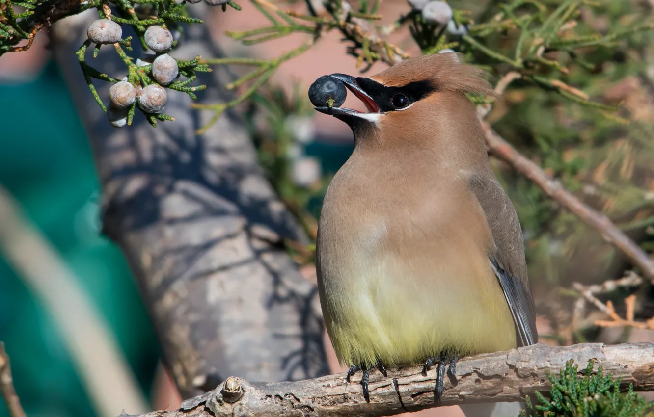 Photo wallpaper trees, branches, nature, berries, background, animal, bird, food