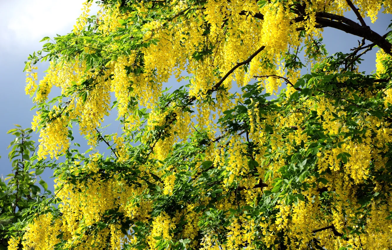 Photo wallpaper greens, summer, leaves, trees, flowers, branches, yellow, spring