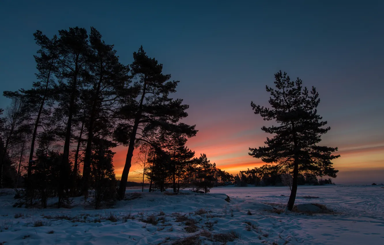 Photo wallpaper winter, snow, trees, sunset, twilight