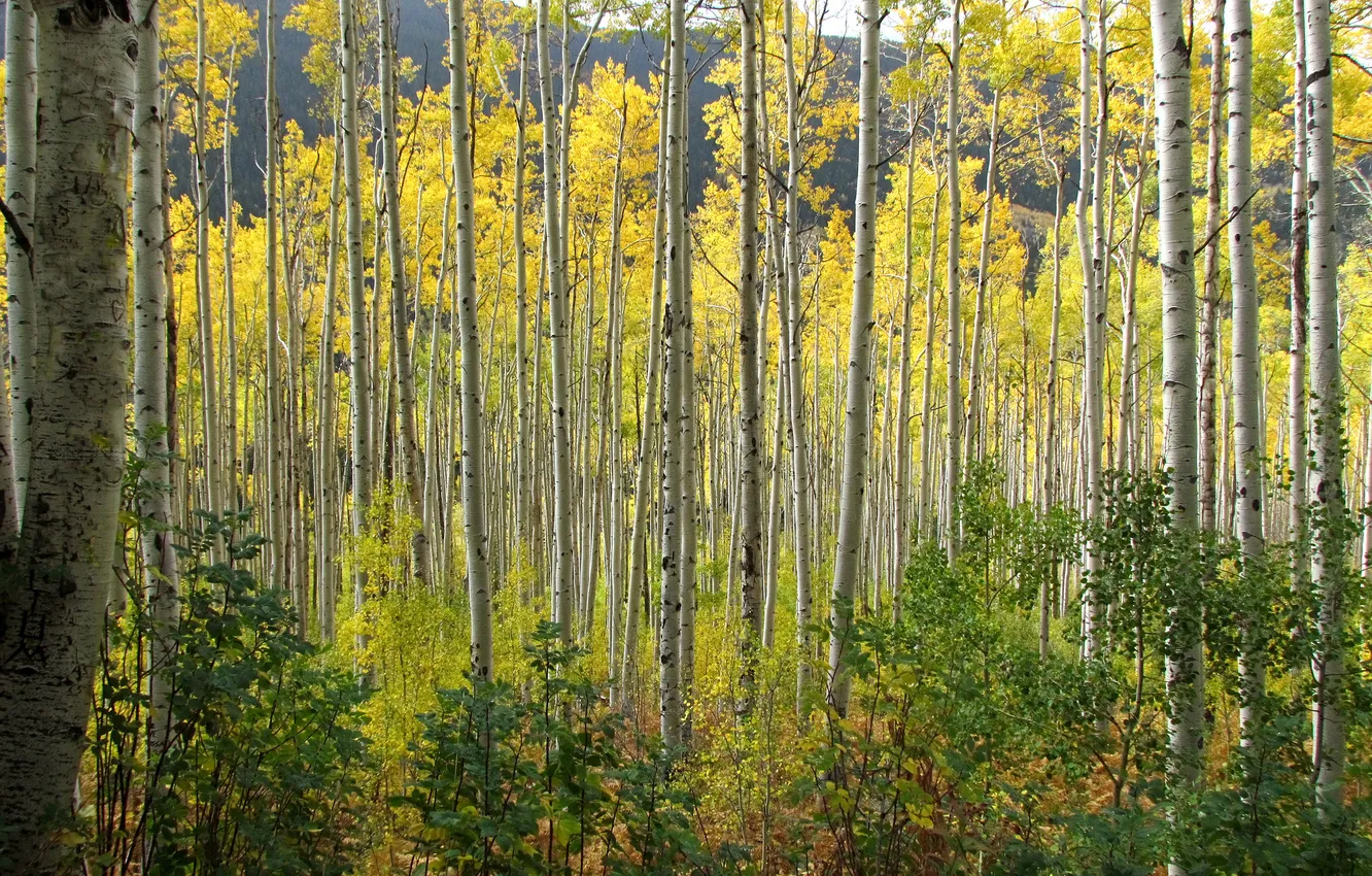 Photo wallpaper autumn, forest, leaves, Colorado, USA, aspen, Aspen
