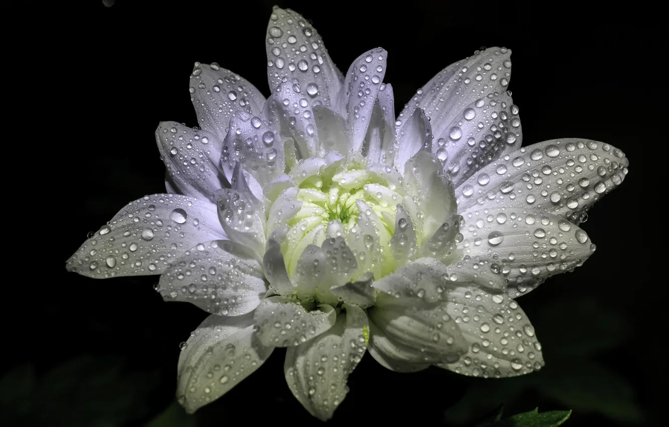 Photo wallpaper white, drops, flowers, chrysanthemum