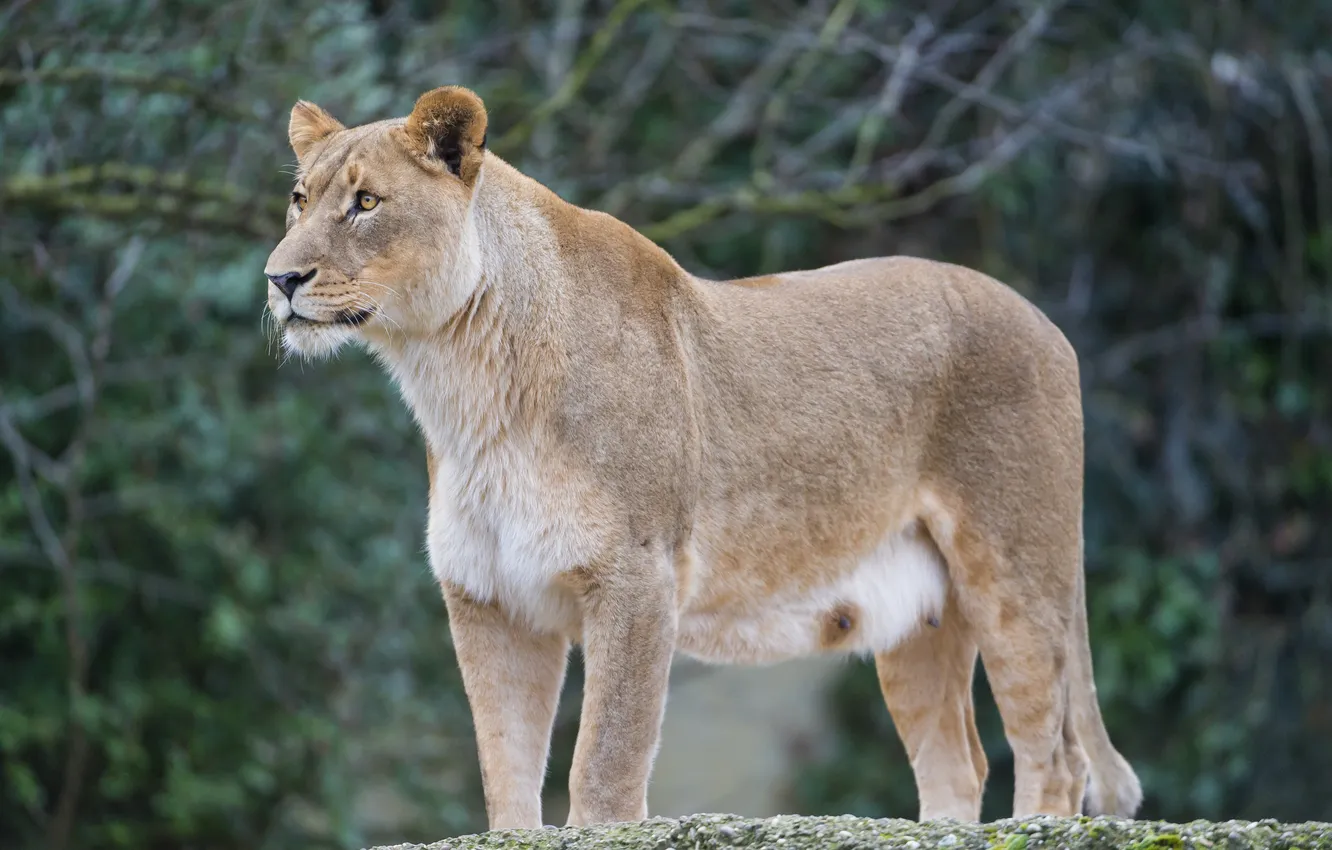 Photo wallpaper cat, look, lioness, ©Tambako The Jaguar