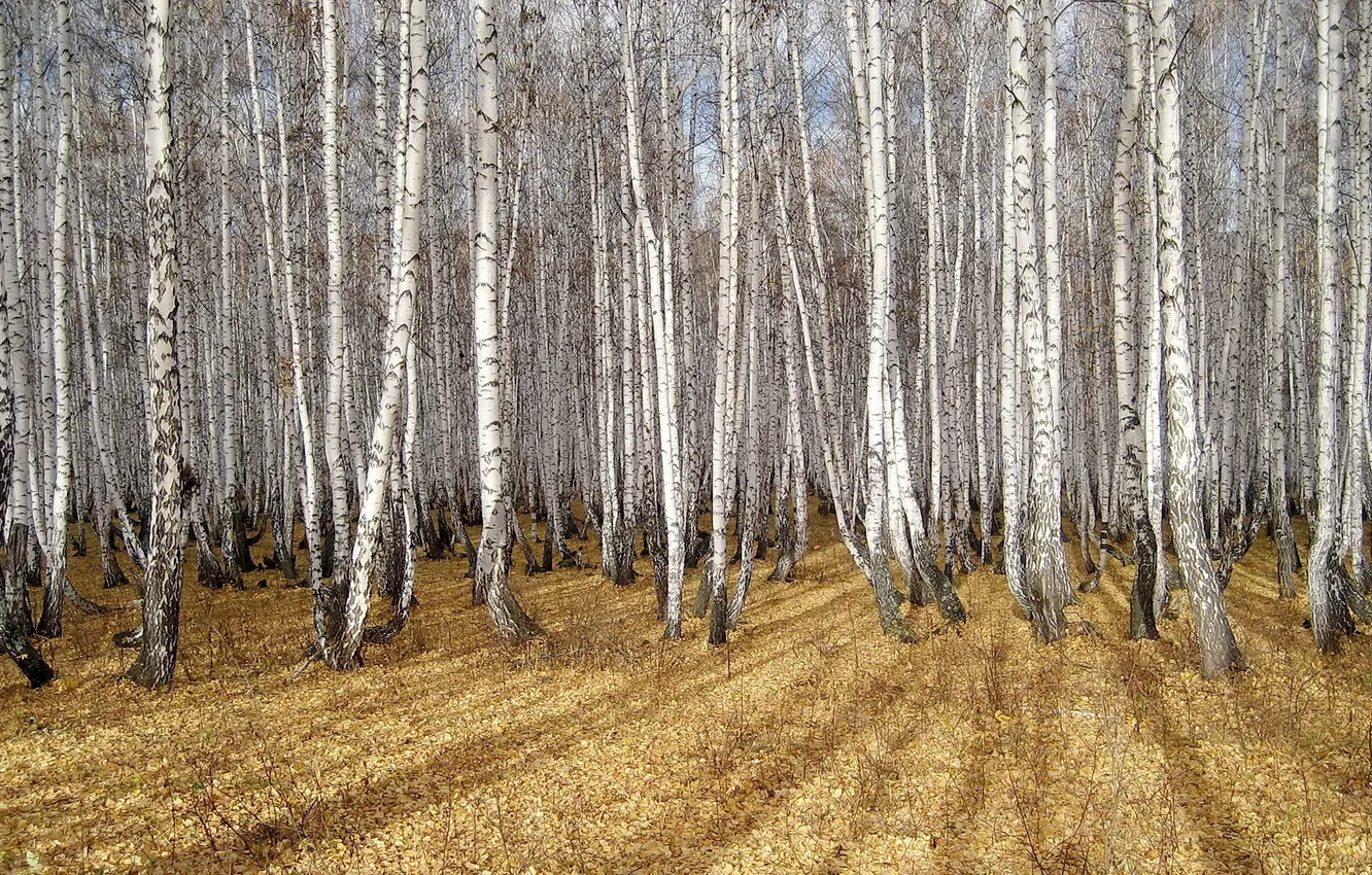 Photo wallpaper autumn, nature, birch, grove