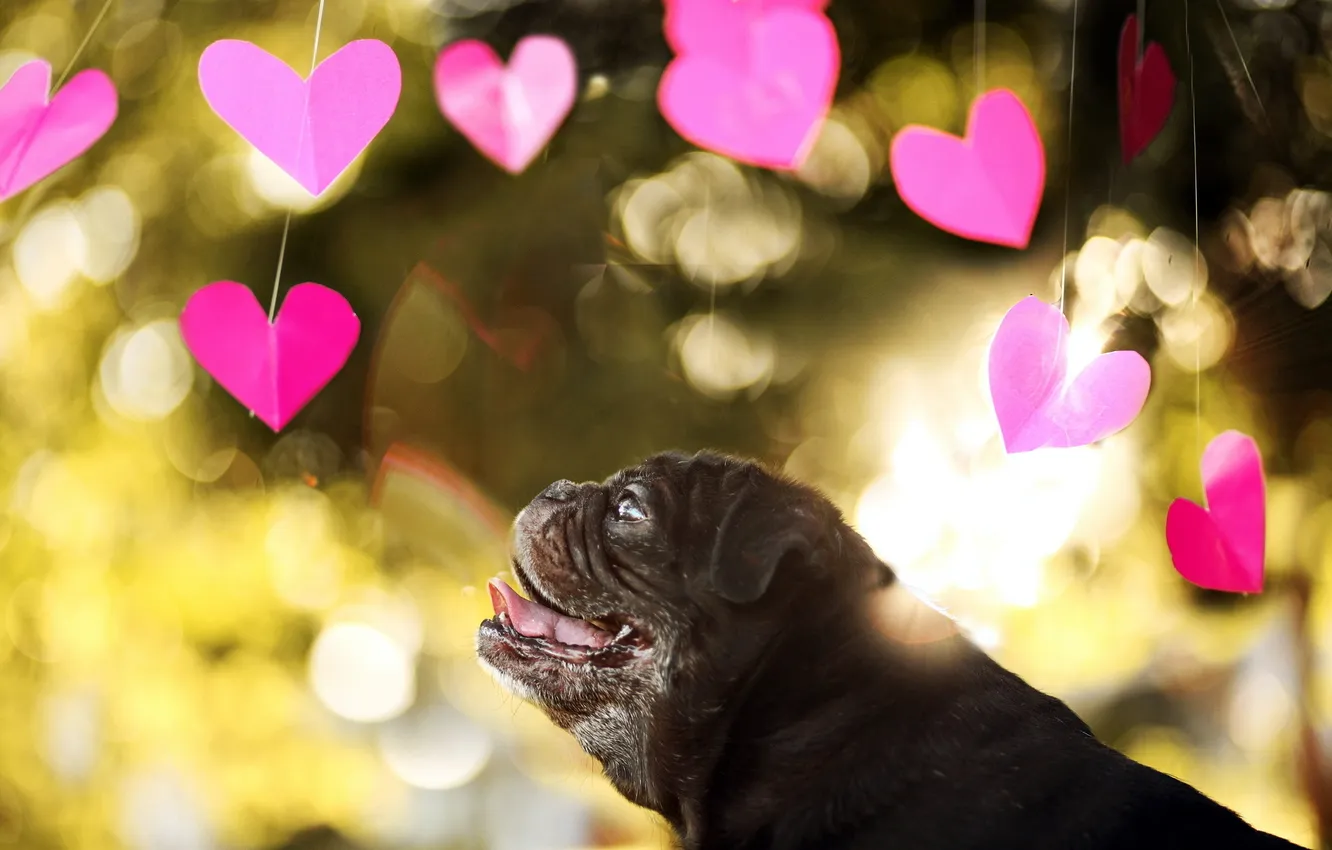 Photo wallpaper look, dog, hearts