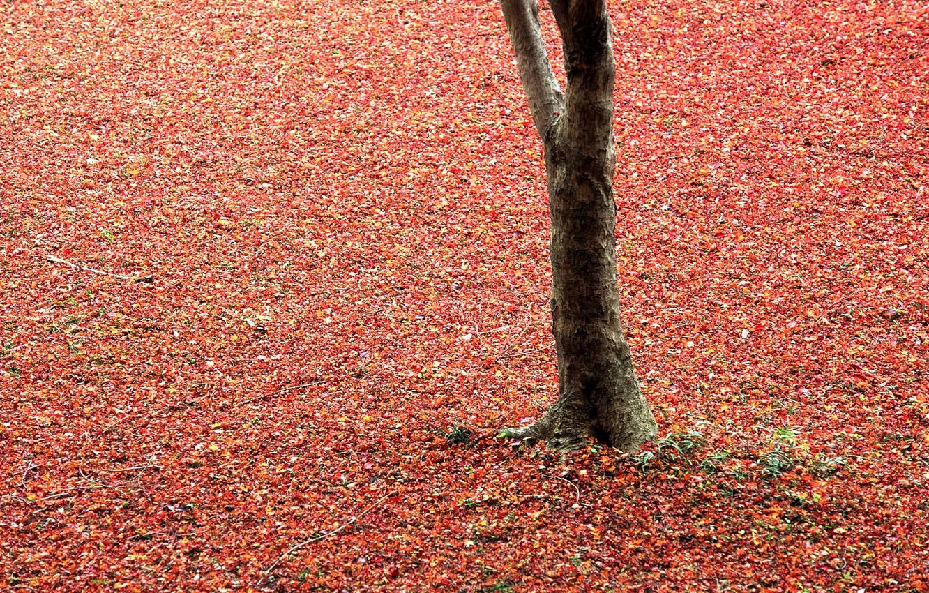 Photo wallpaper autumn, leaves, trees, falling leaves