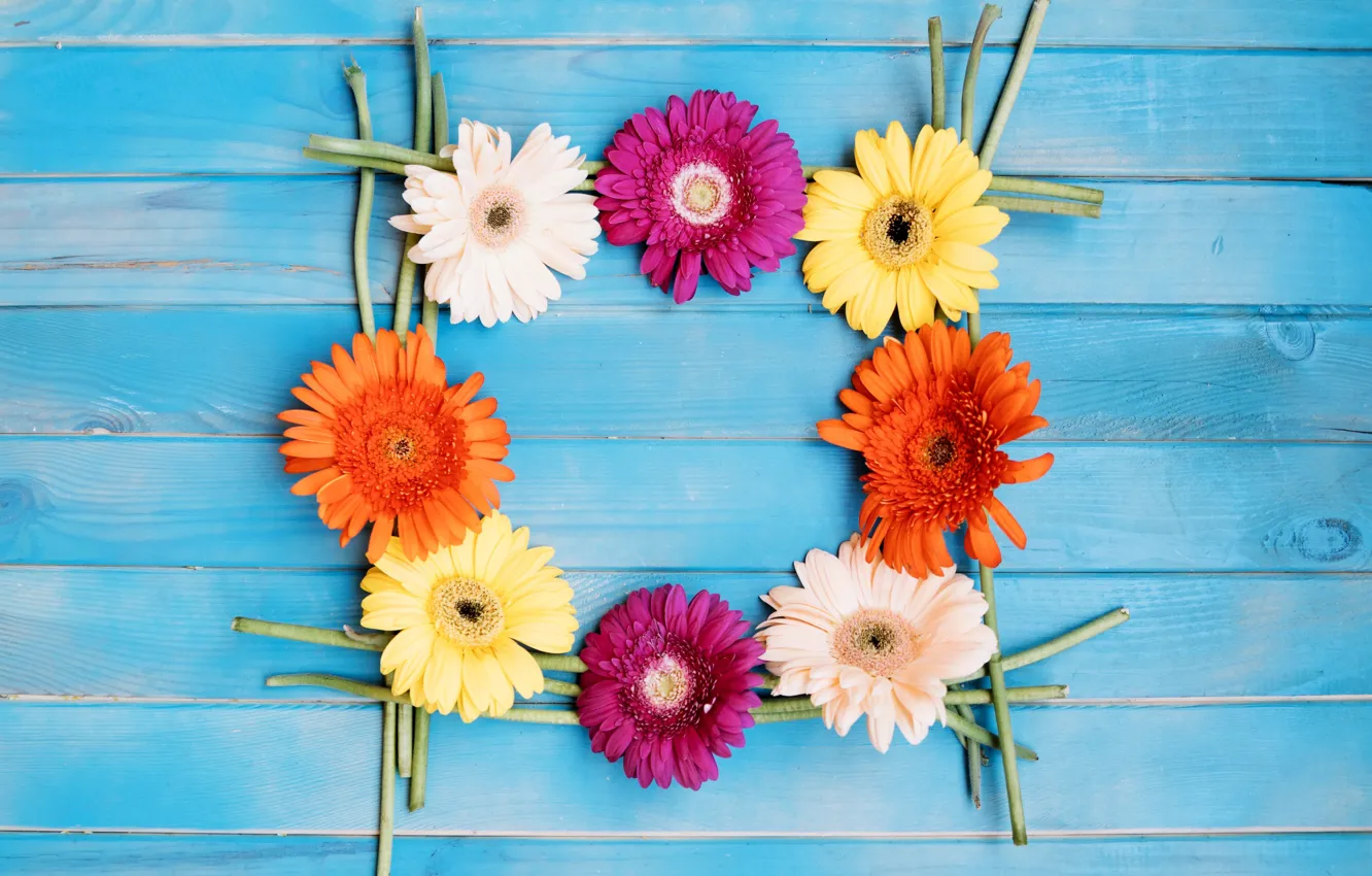 Photo wallpaper flowers, gerbera, blue background