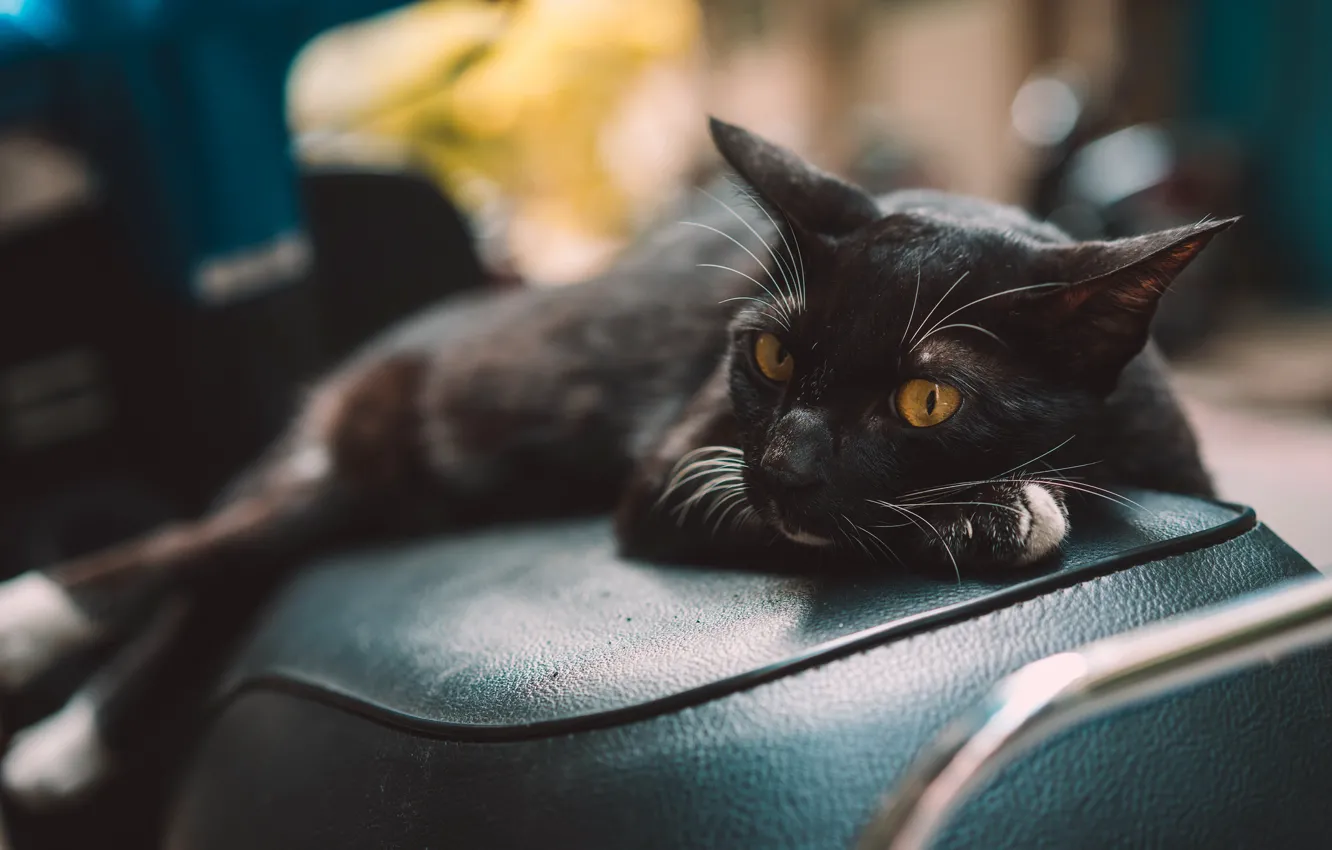 Photo wallpaper cat, look, background