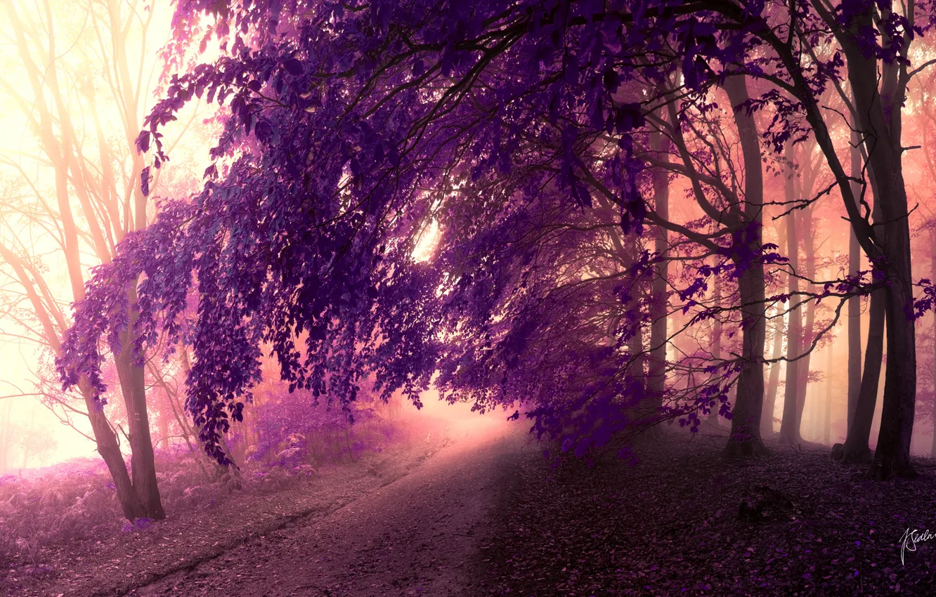 Photo wallpaper road, forest, purple, leaves, trees, crown