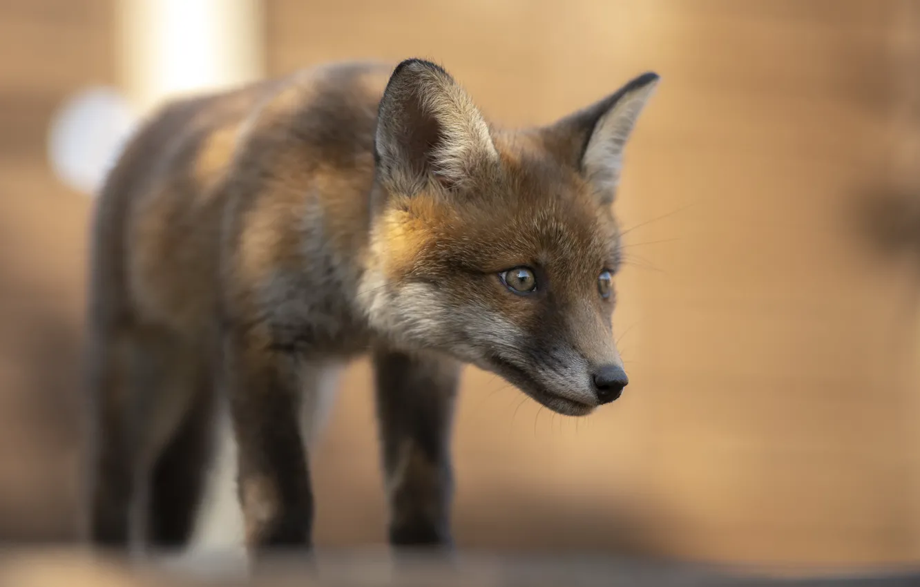 Photo wallpaper look, light, pose, Fox, tail, red, face, bokeh