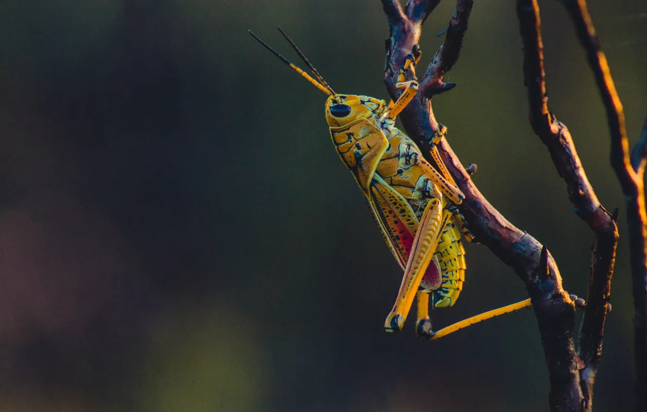 Photo wallpaper close-up, yellow, macro, bokeh, branch, insect, grasshopper