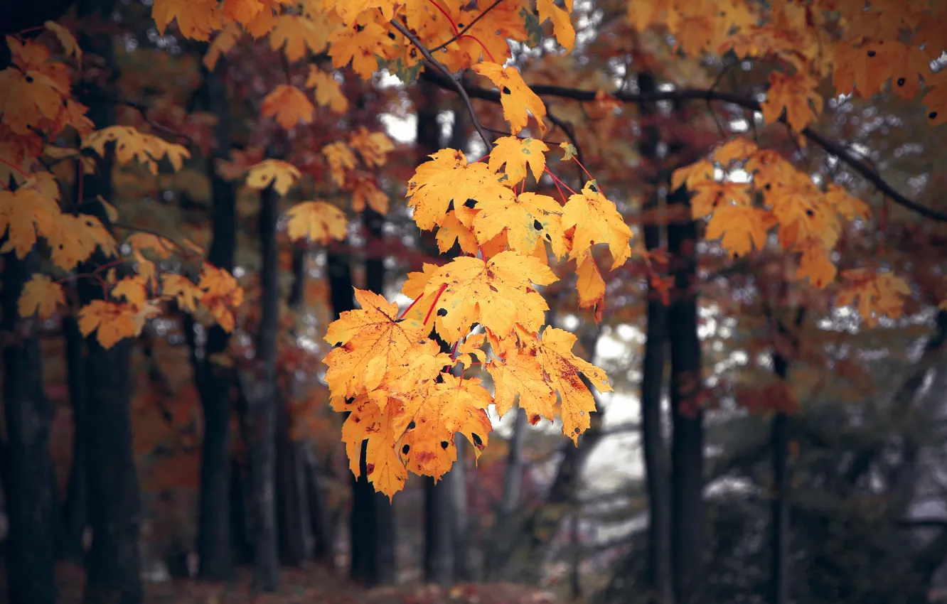 Photo wallpaper autumn, forest, trees, yellow, nature, foliage