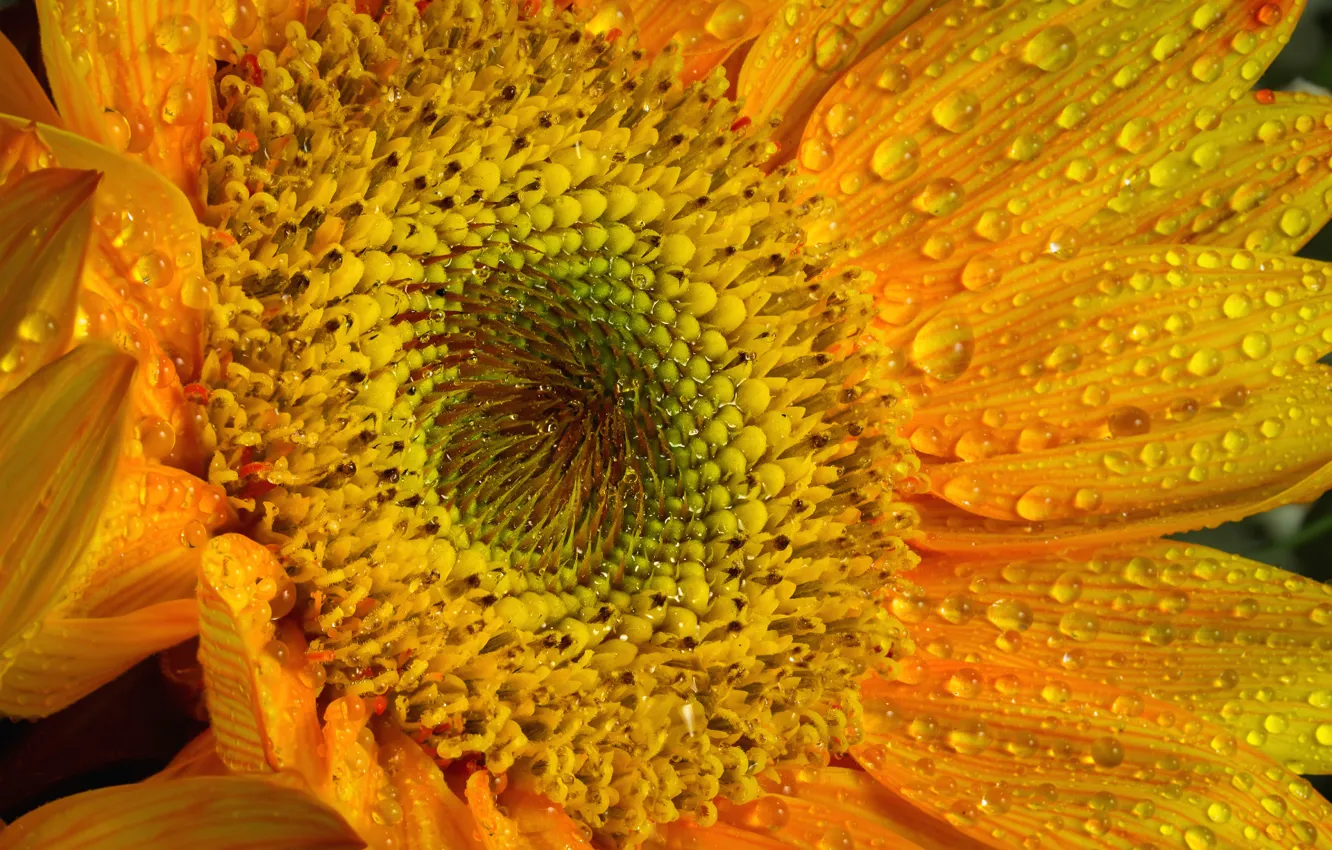 Photo wallpaper the sun, drops, macro, yellow, bright, sunflower, petals