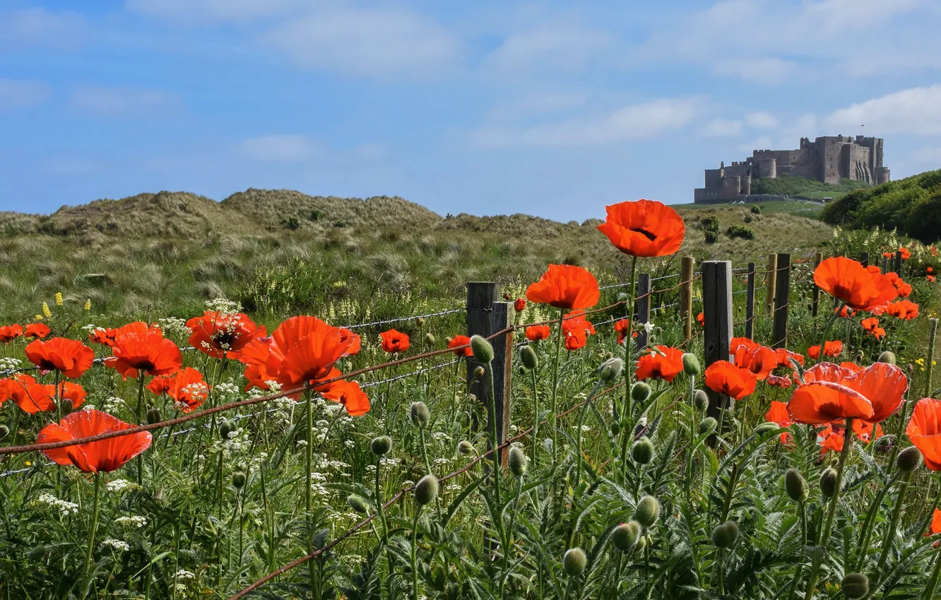 Photo wallpaper greens, field, summer, the sky, flowers, red, nature, castle