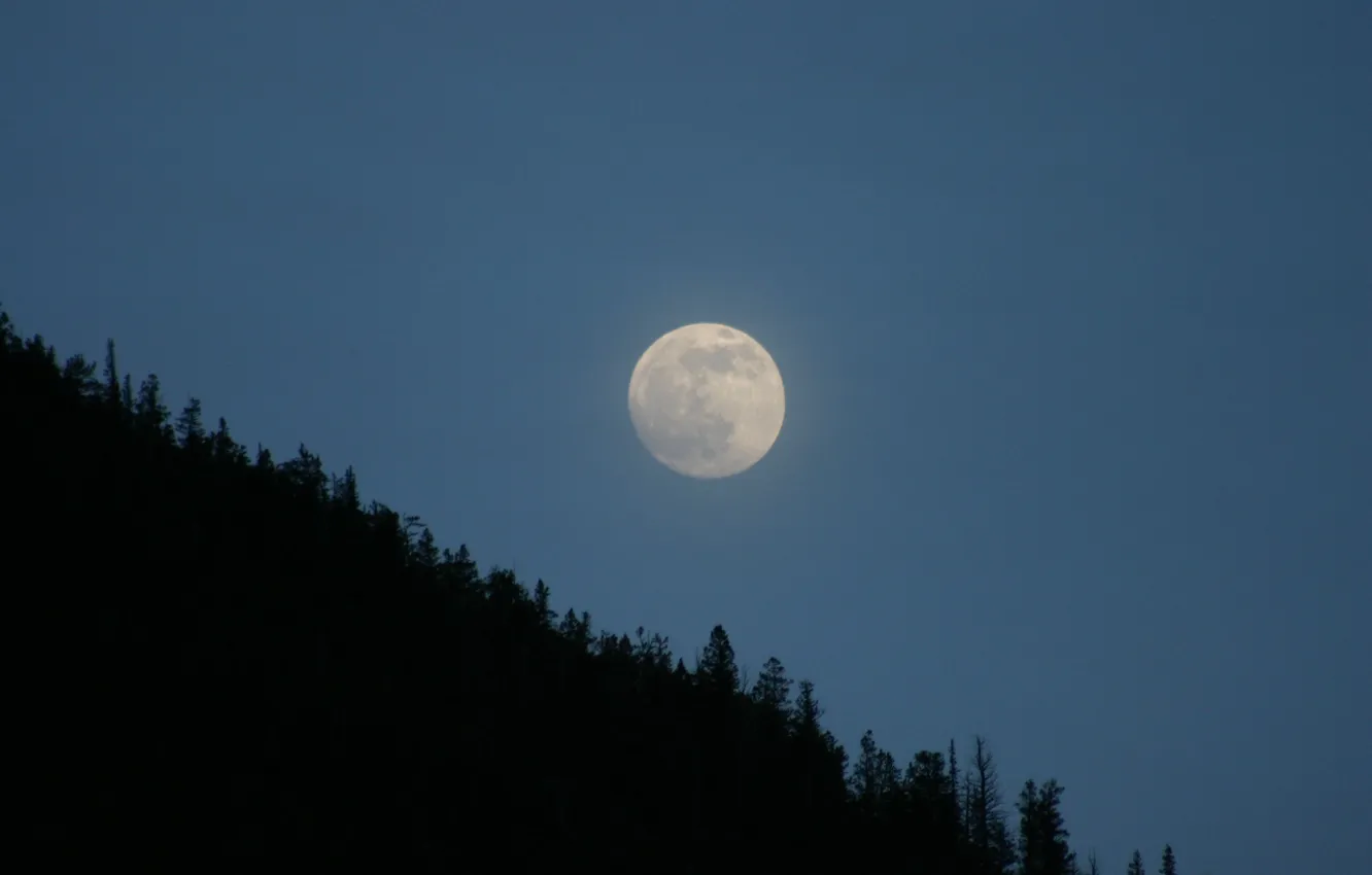 Photo wallpaper the sky, trees, night, nature, the moon, the full moon