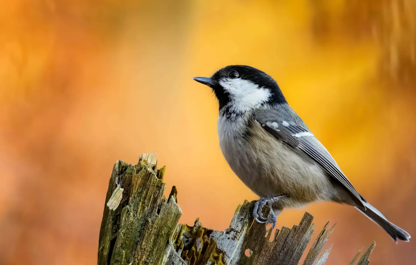Photo wallpaper bird, stump, yellow background, bokeh, tit