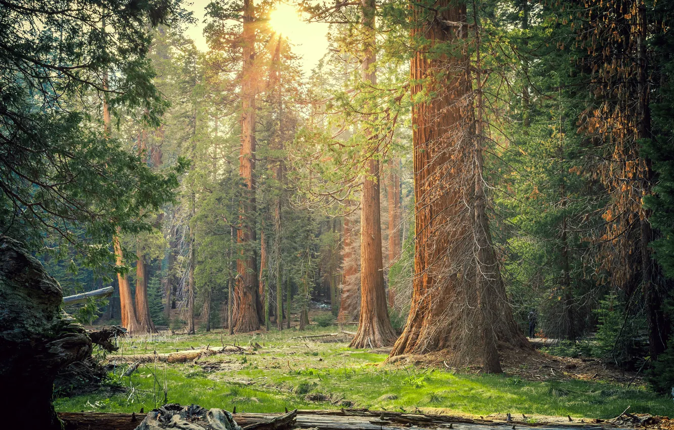 Photo wallpaper forest, grass, the sun, trees, Park, CA, USA, Sequoia National Park