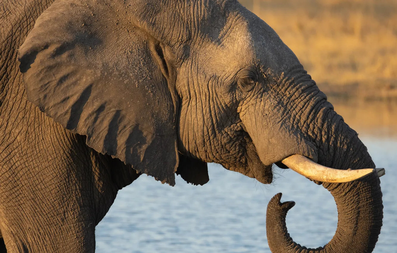 Photo wallpaper Wallpaper, elephant, trunk