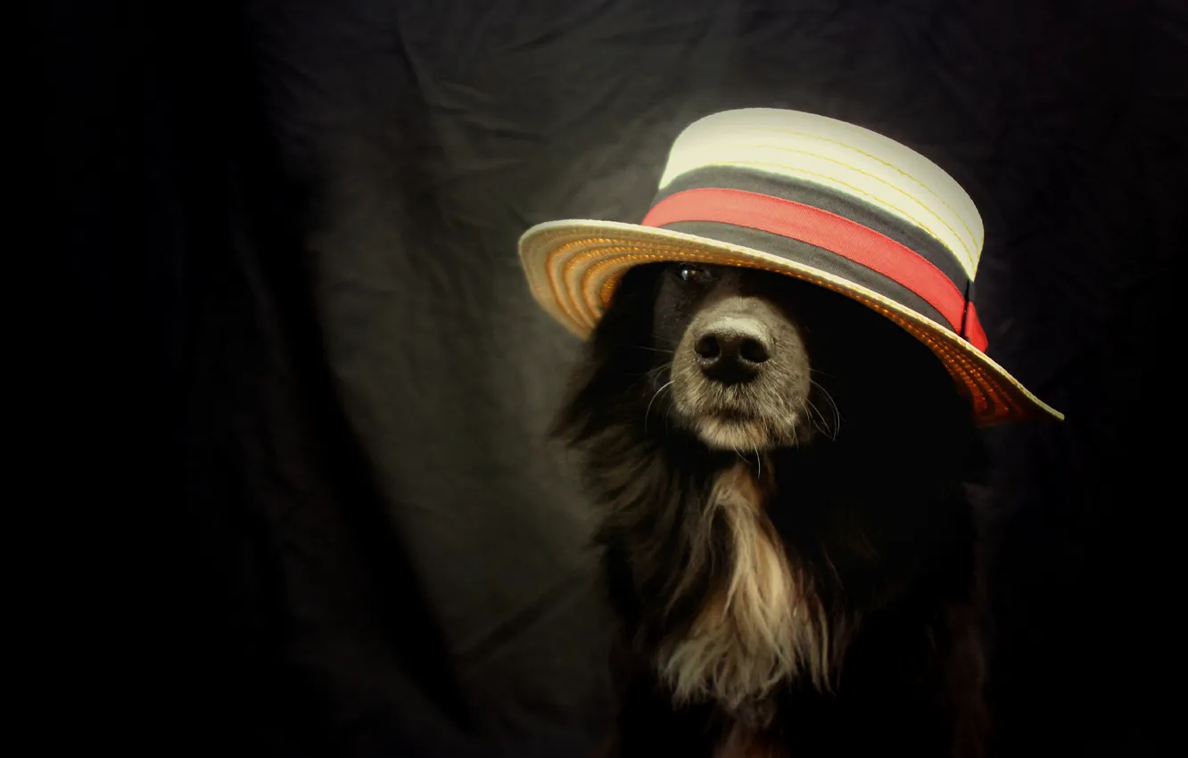 Photo wallpaper look, each, dog, hat