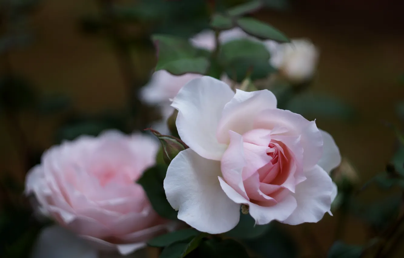 Photo wallpaper leaves, flowers, roses, pink, buds, bokeh
