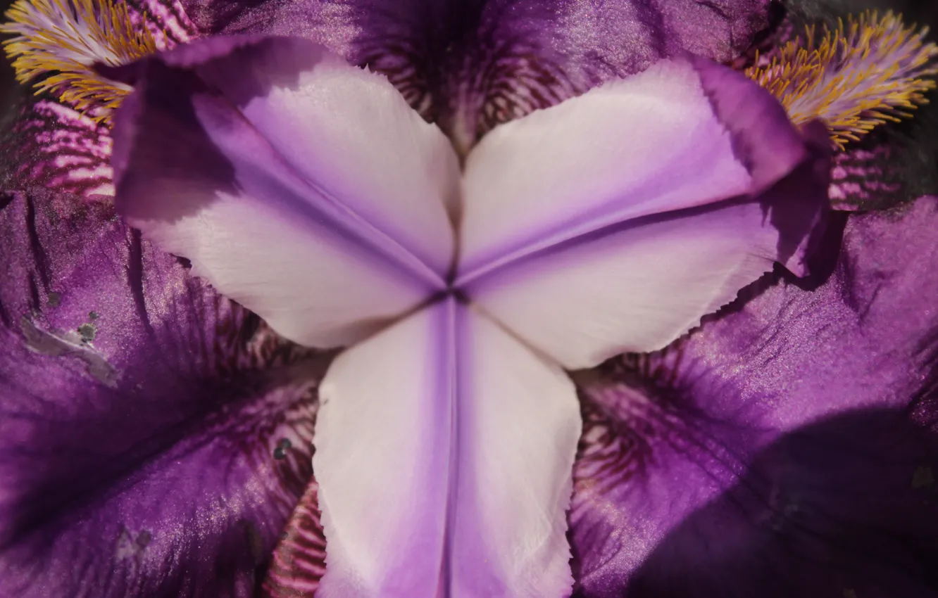 Photo wallpaper purple, macro, flowers, yellow, nature, spring, may, iris
