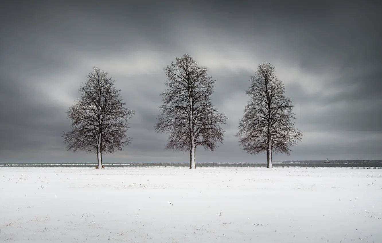 Photo wallpaper winter, snow, trees