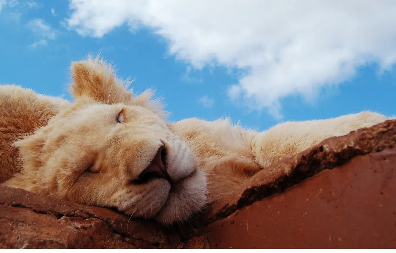 Photo wallpaper small, sleeping, wild cats, miracle, lion