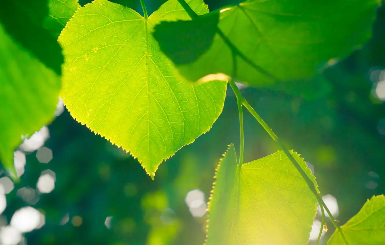 Photo wallpaper greens, leaves, the sun, macro, light, green, glare, leaf