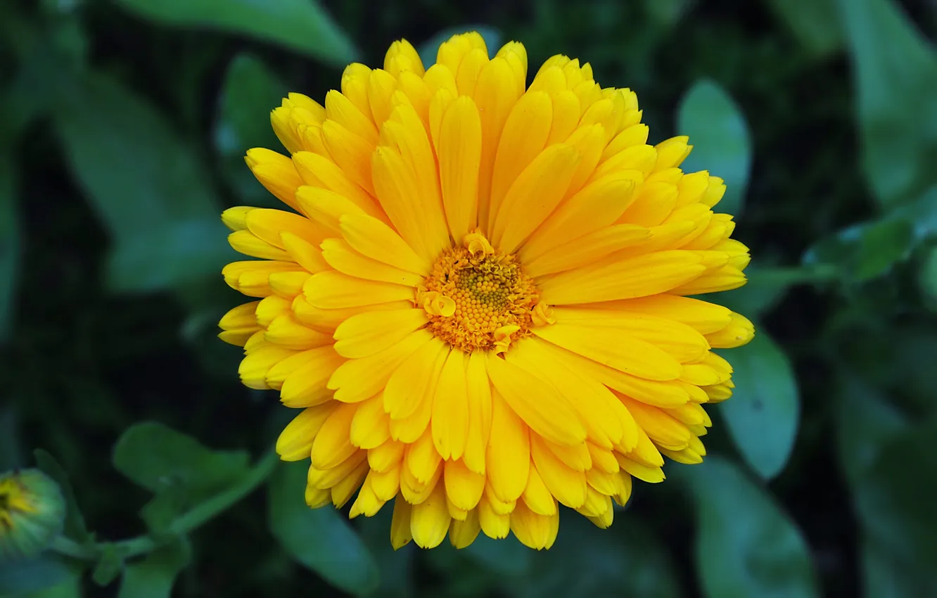 Photo wallpaper greens, macro, flowers, calendula