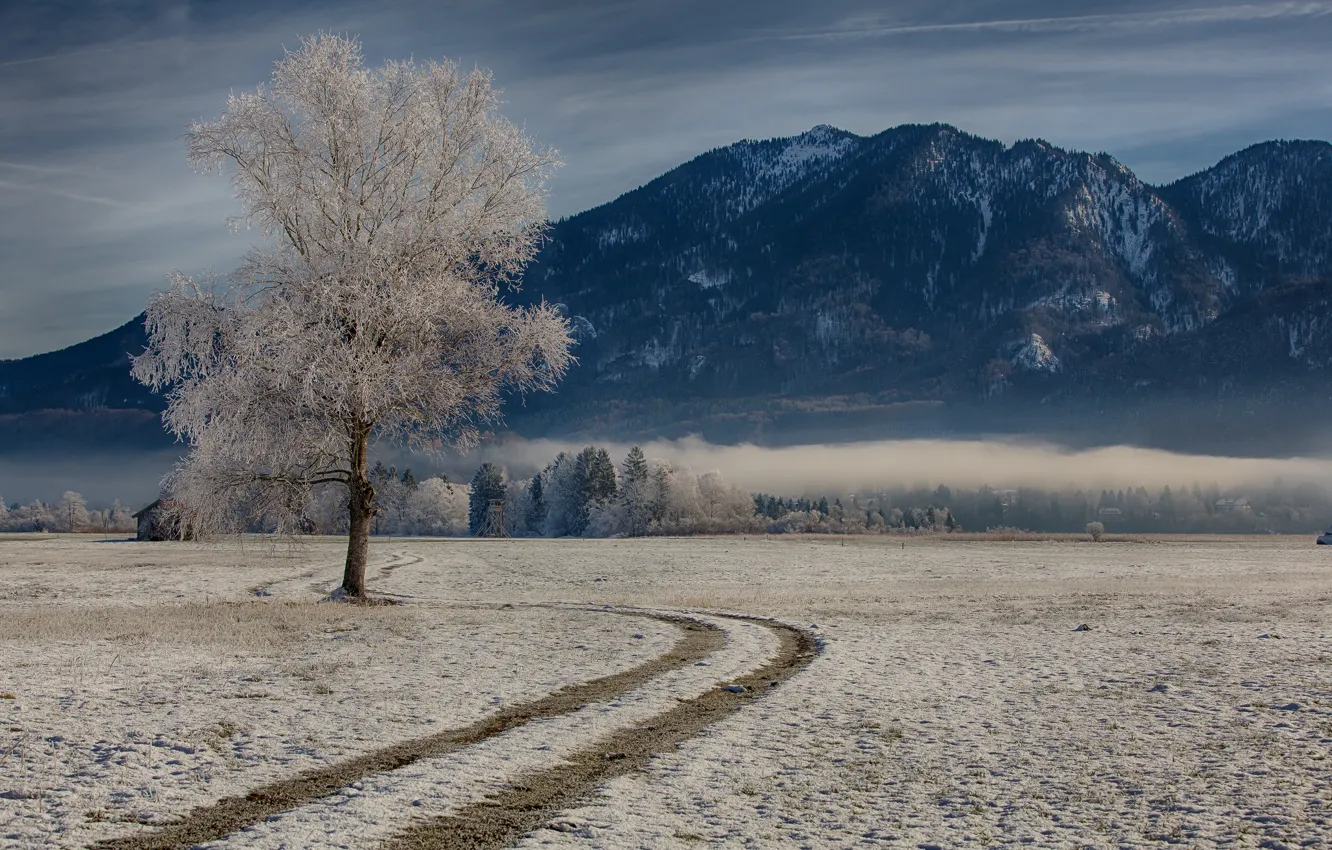Photo wallpaper winter, mountains, tree, Germany, Bayern, Germany, Bavaria