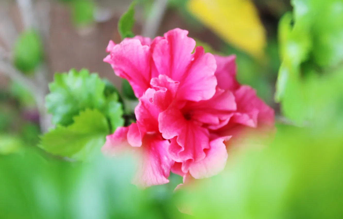 Photo wallpaper summer, flowers, garden