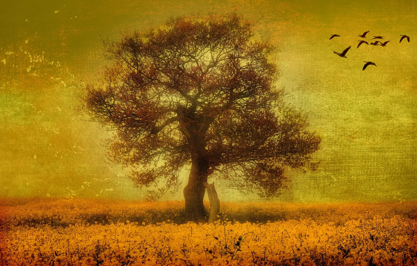 Photo wallpaper trees, landscape, style, background