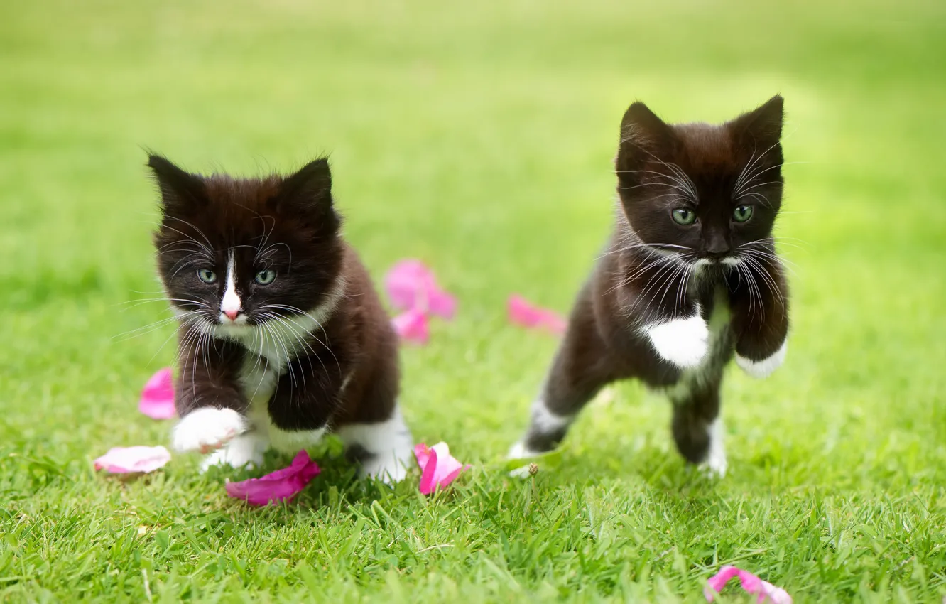 Photo wallpaper grass, the game, petals, kittens, kids, a couple, two kittens