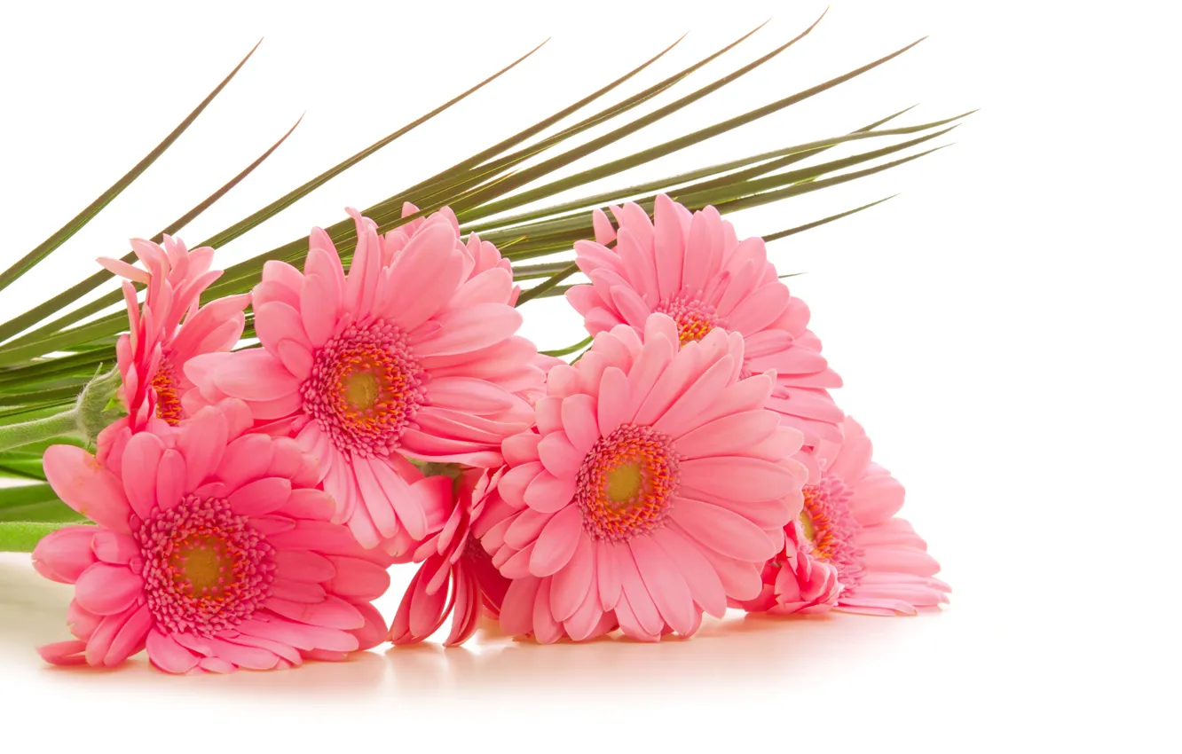 Photo wallpaper flowers, white background, pink, gerbera, gerbera