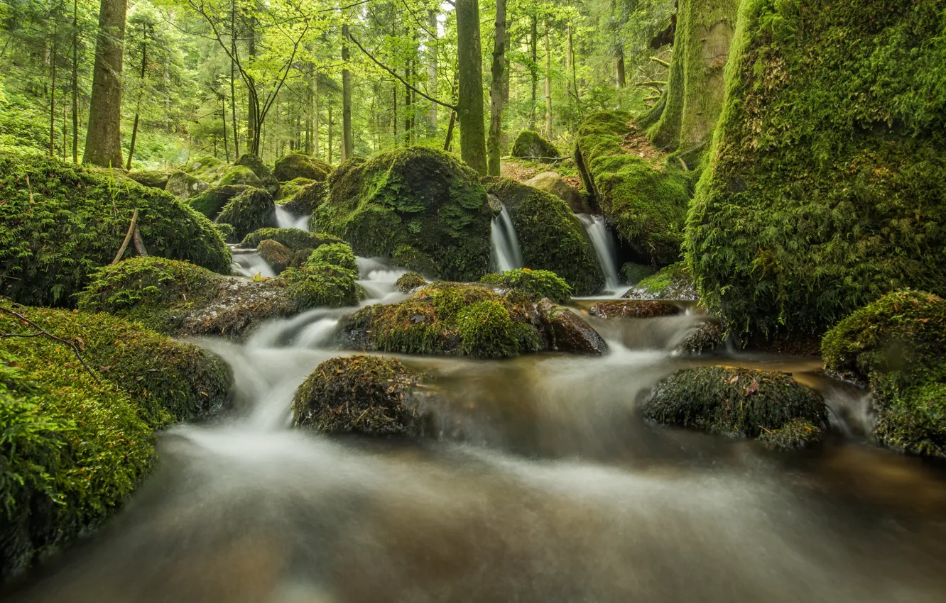Photo wallpaper forest, stones, moss, Germany, river, cascade, Germany, streams