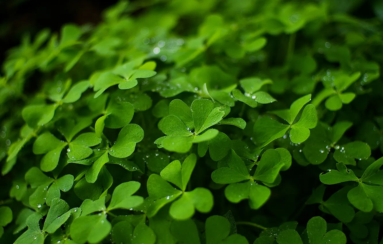 Photo wallpaper greens, drops, macro, clover, the wall