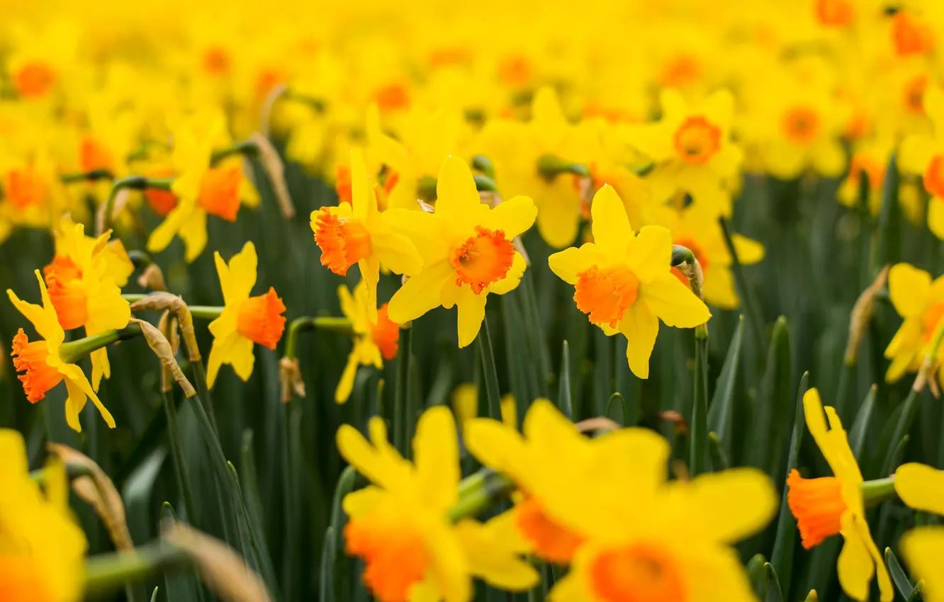 Photo wallpaper spring, flowering, daffodils