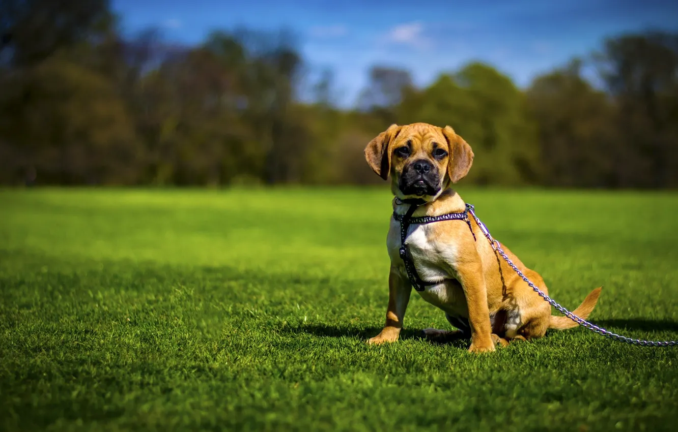 Photo wallpaper dog, chain, lawn, Pagli