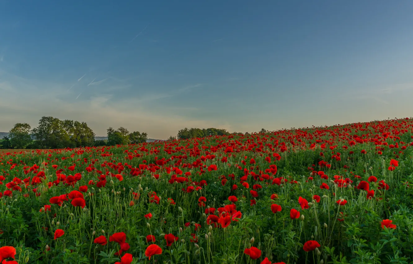 Photo wallpaper field, summer, trees, flowers, Maki, slope, meadow, red