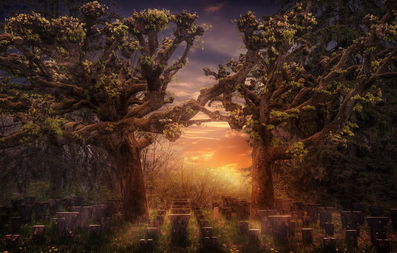 Photo wallpaper trees, sunset, nature, headstone