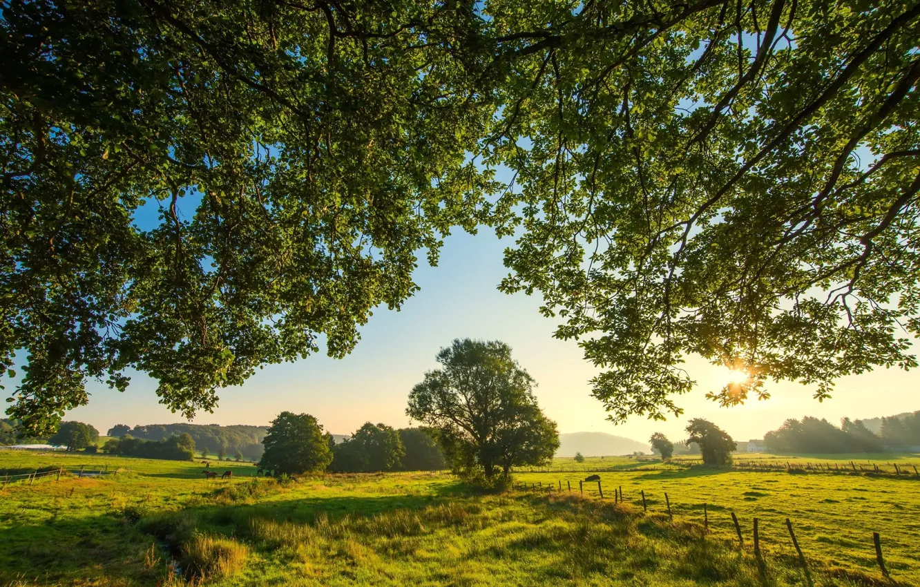 Photo wallpaper greens, landscape, nature, beauty, morning