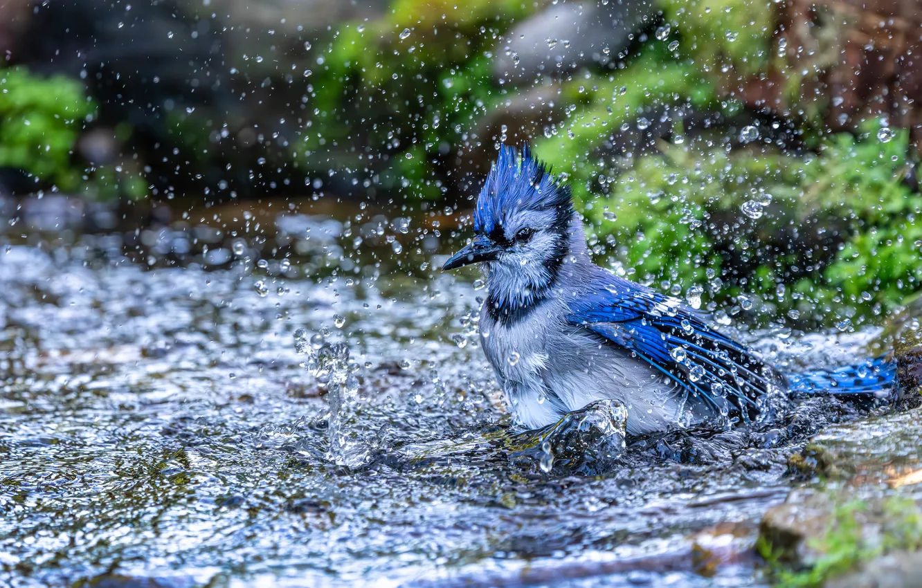 Photo wallpaper water, squirt, stream, bird, drops water