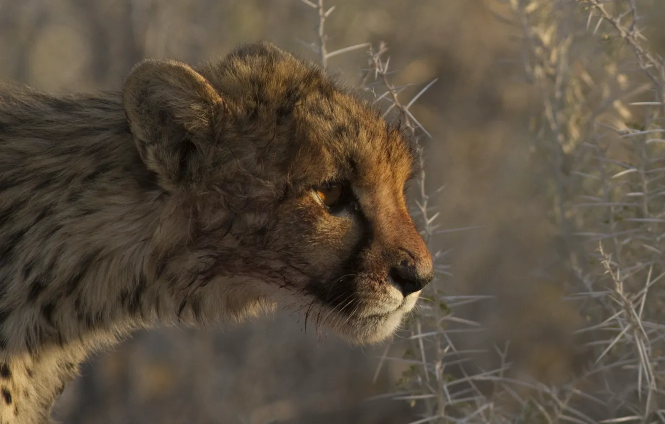 Photo wallpaper plant, predator, barb, Cheetah, profile