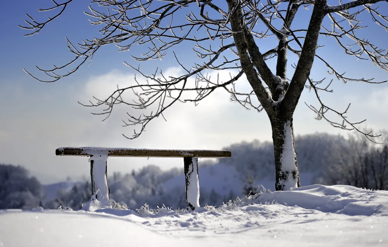 Photo wallpaper winter, tree, bench