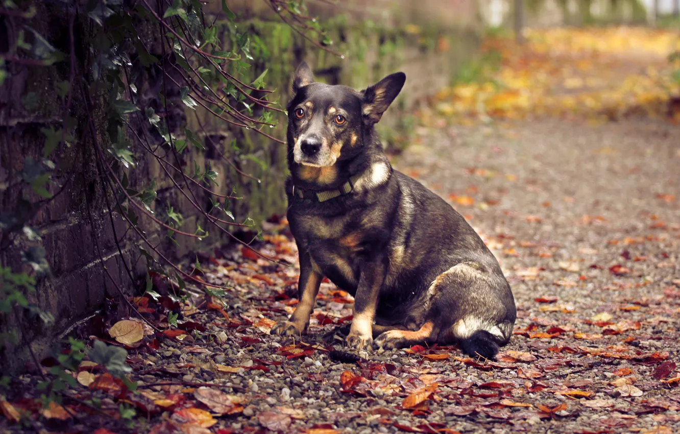 Photo wallpaper autumn, leaves, nature, wall, dog, sitting