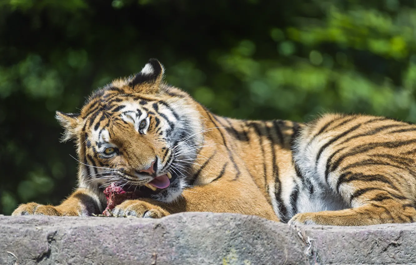 Photo wallpaper cat, tiger, predator, meat, eating, Amur, ©Tambako The Jaguar