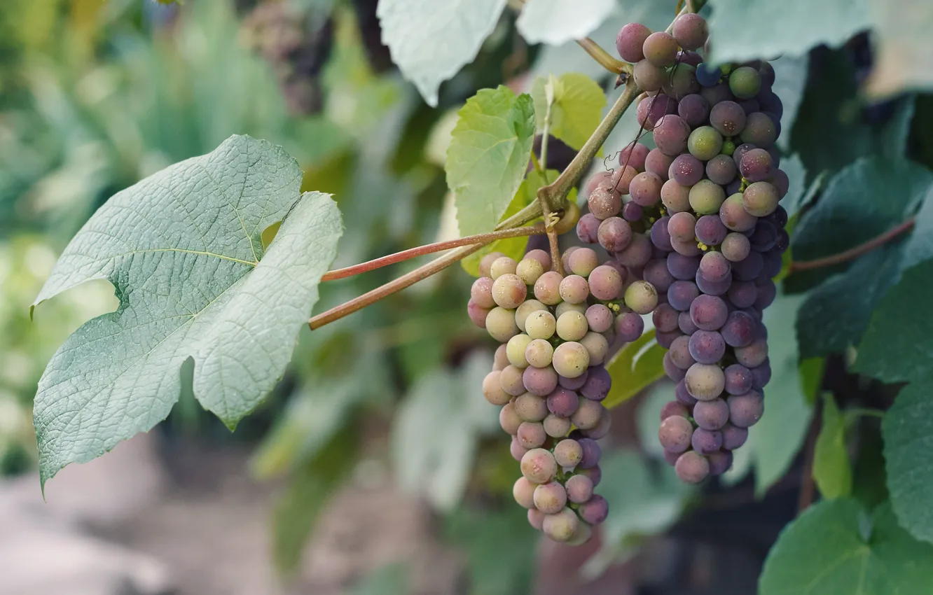 Photo wallpaper grapes, bunch, vine
