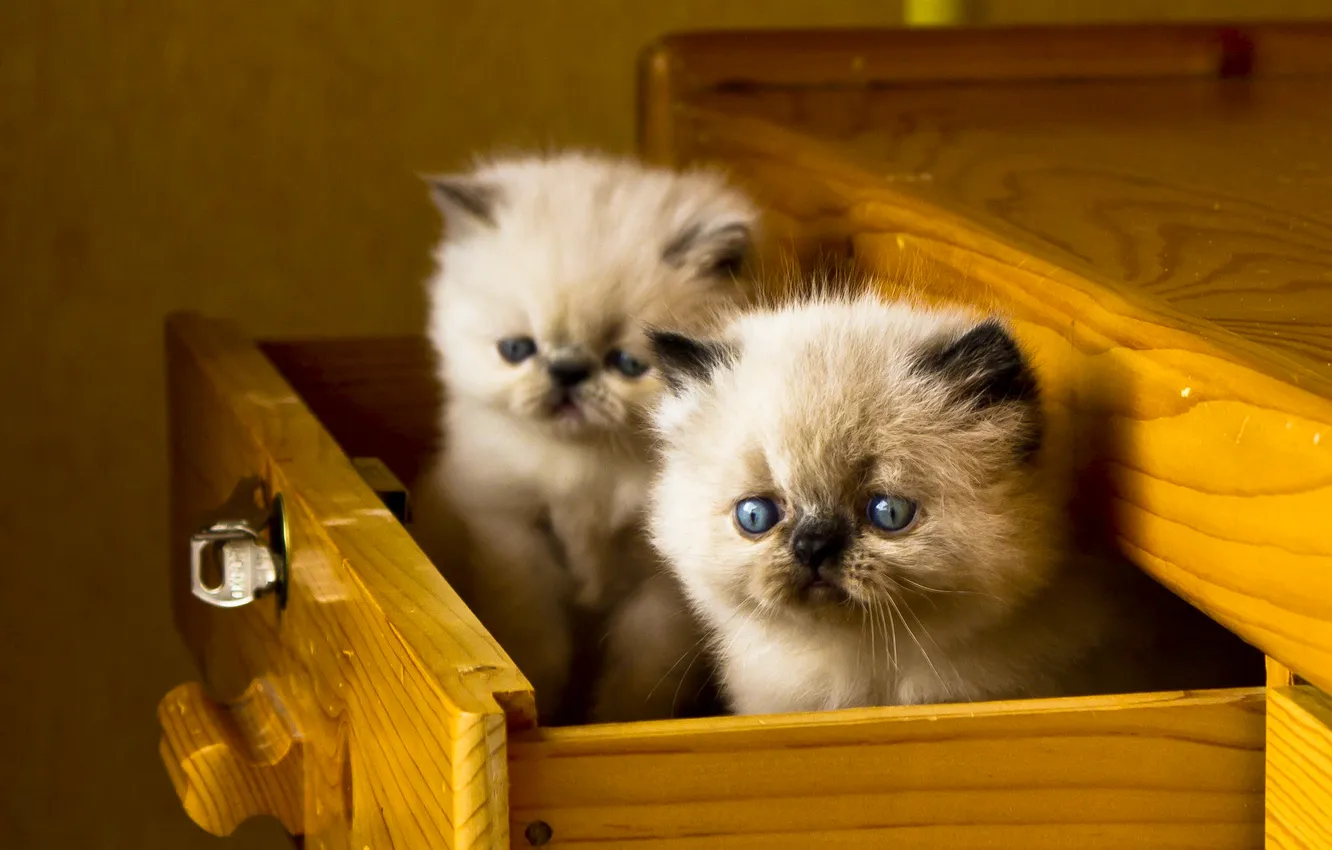 Photo wallpaper kitty, cat, face, pose, look