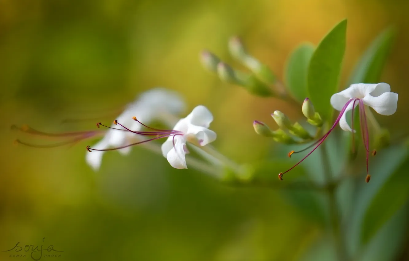 Photo wallpaper summer, flowers, beauty