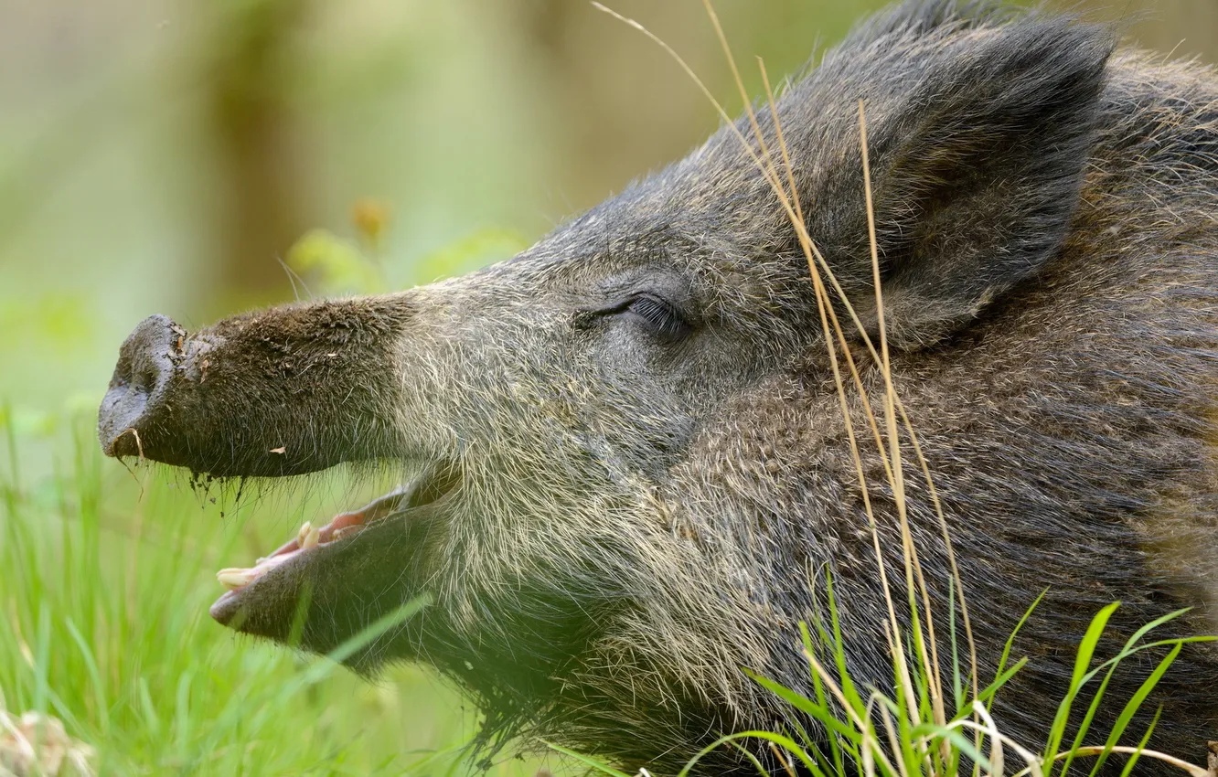 Photo wallpaper summer, nature, boar