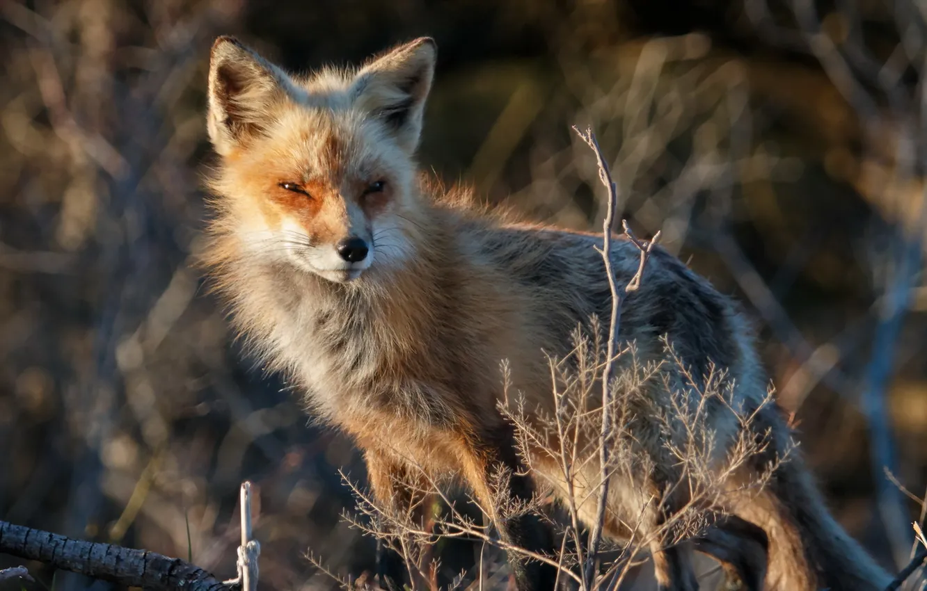 Photo wallpaper nature, background, Fox